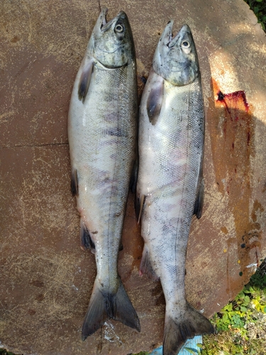 シロザケの釣果