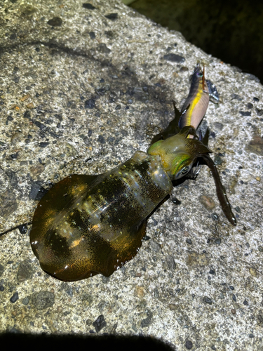 アオリイカの釣果