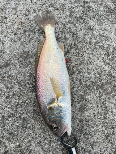 イシモチの釣果