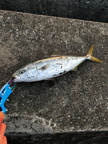 イナダの釣果