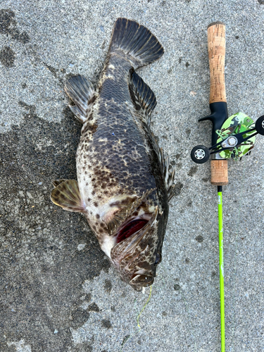 ベッコウゾイの釣果