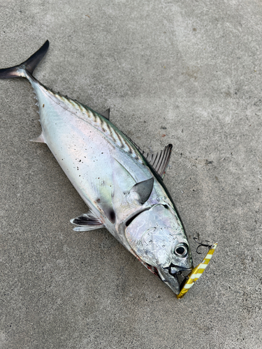 スマガツオの釣果