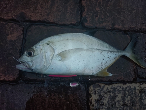 メッキの釣果