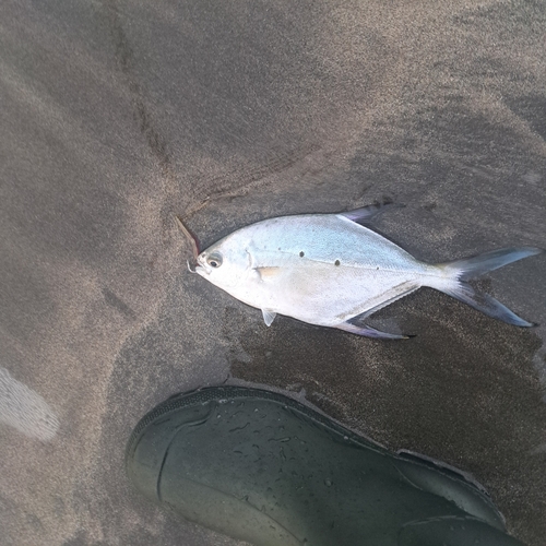 コバンアジの釣果