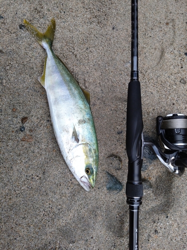 ツバイソの釣果