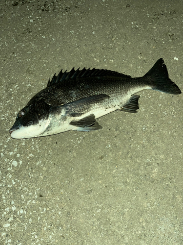 クロダイの釣果