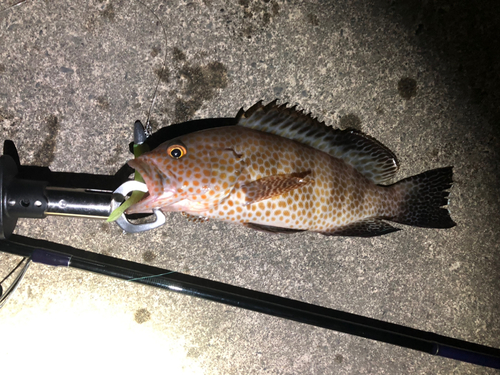 オオモンハタの釣果