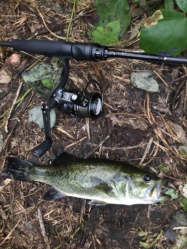 ブラックバスの釣果