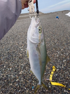 ヒラマサの釣果