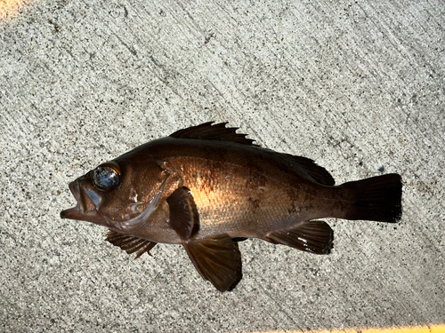 メバルの釣果