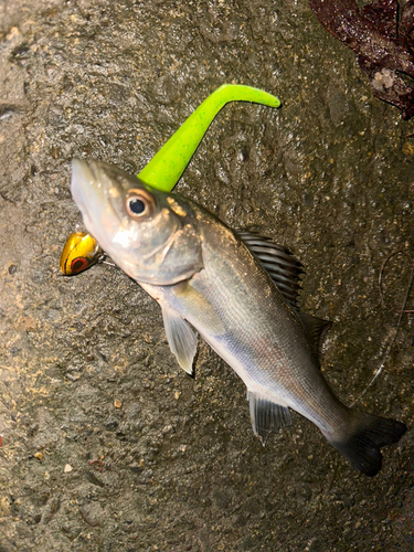 セイゴ（マルスズキ）の釣果