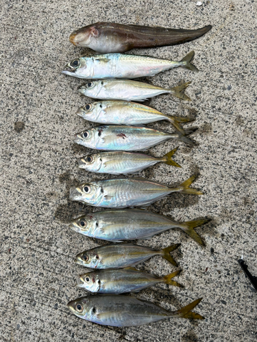 マアジの釣果