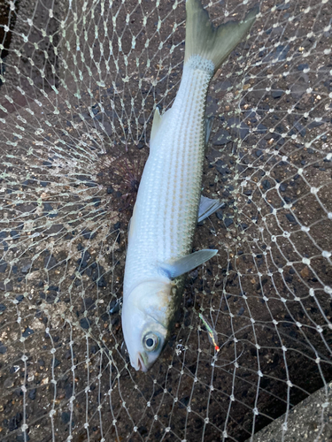 ボラの釣果