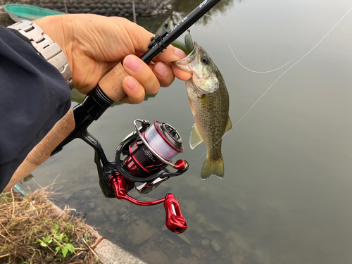 ラージマウスバスの釣果