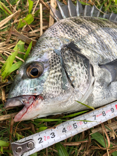 クロダイの釣果