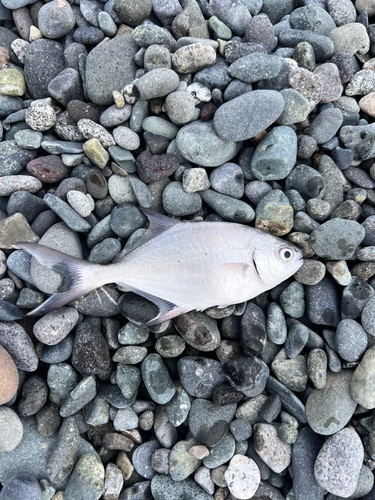 コバンアジの釣果