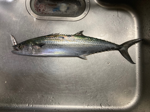 サゴシの釣果