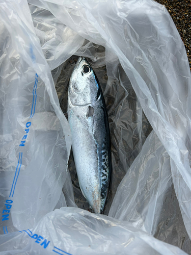 ソウダガツオの釣果