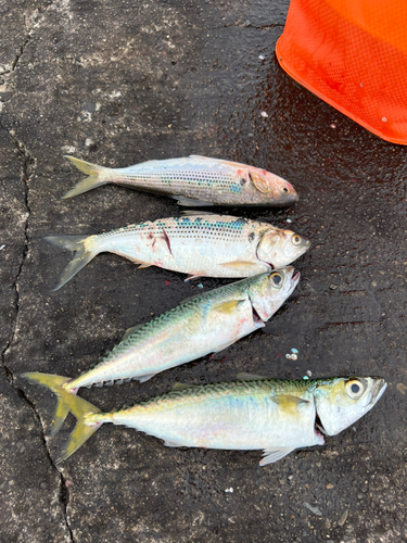 サバの釣果