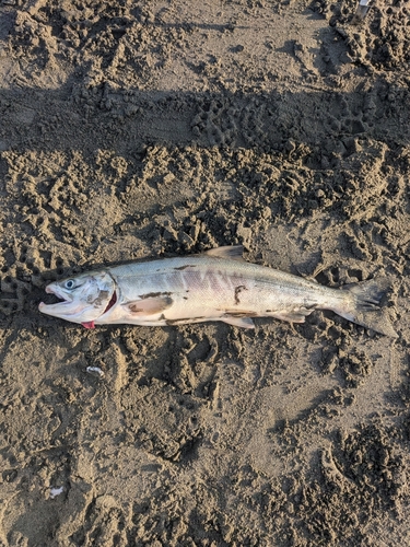 アキアジの釣果