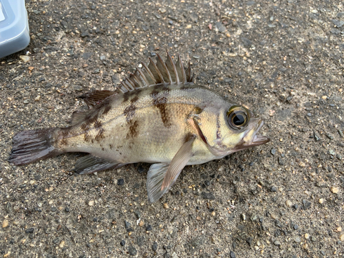 メバルの釣果