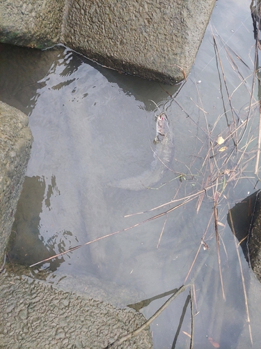 ナマズの釣果