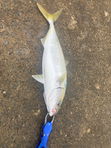 ツバスの釣果