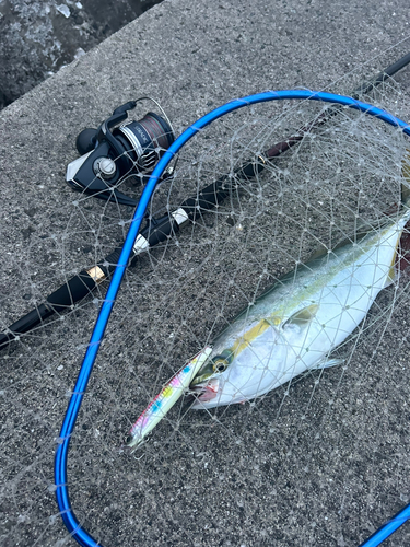 ツバスの釣果