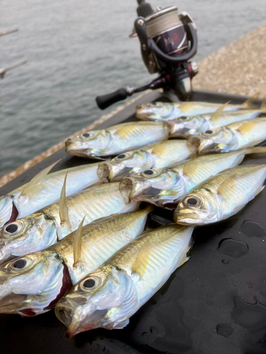 アジの釣果