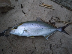 カンパチの釣果