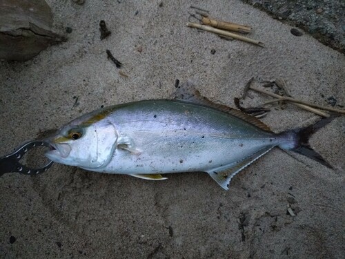 カンパチの釣果