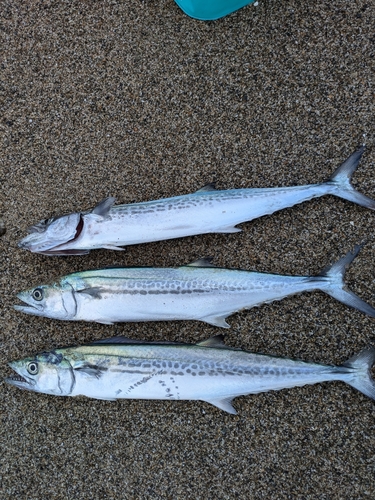 サゴシの釣果