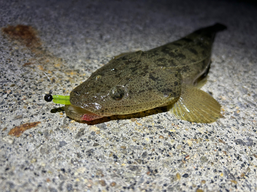 マゴチの釣果