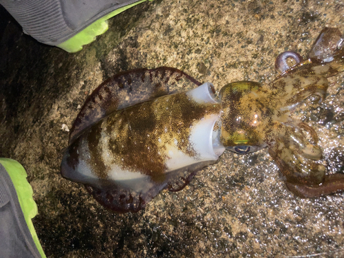 アオリイカの釣果