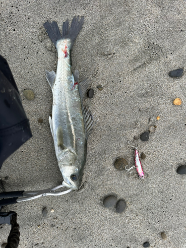 フッコ（タイリクスズキ）の釣果