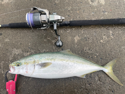 ハマチの釣果