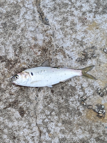 コノシロの釣果