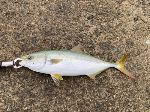 ツバスの釣果