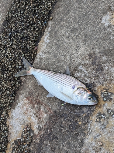 コノシロの釣果