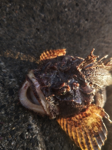 トウベツカジカの釣果