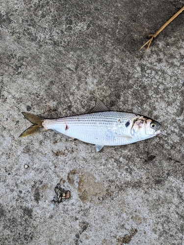 コノシロの釣果