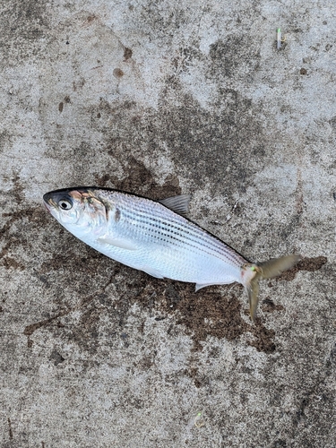 コノシロの釣果