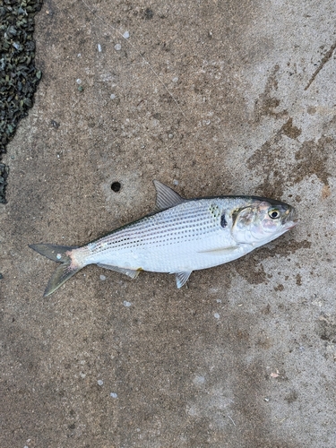 コノシロの釣果