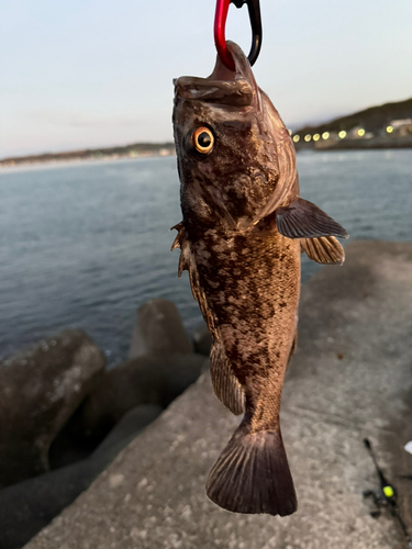 クロソイの釣果