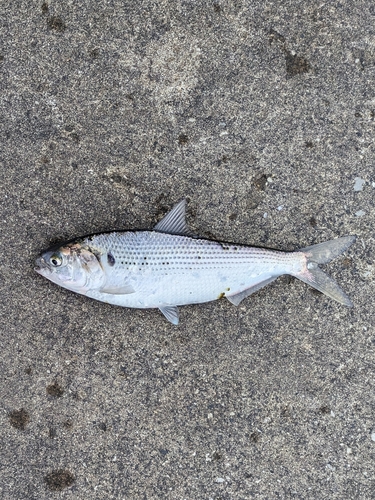 コノシロの釣果