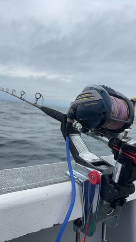 キハダマグロの釣果