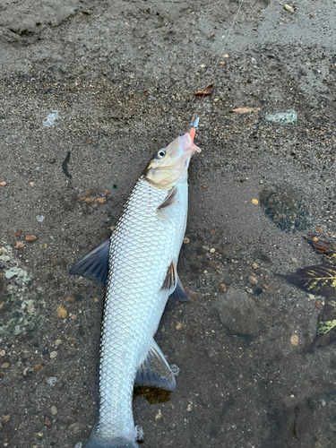 ニゴイの釣果