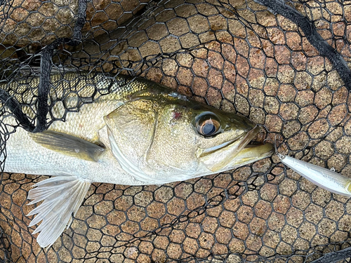 フッコ（マルスズキ）の釣果