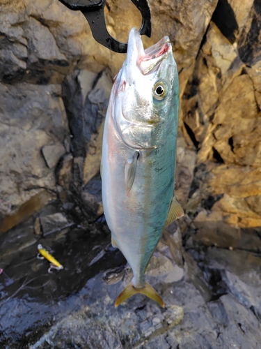 ワカシの釣果