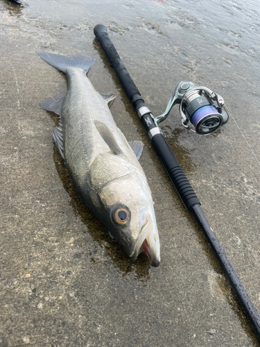 スズキの釣果